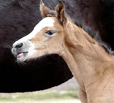 Schwalbenherzchen - Trakehner Filly of Freudenfest out of Schwalbenflair by Exclusiv