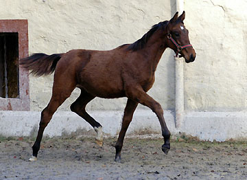 Trakehner Hengstfohlen von Showmaster u.d. Zaubermelodie v. Tuareg - Mahagoni