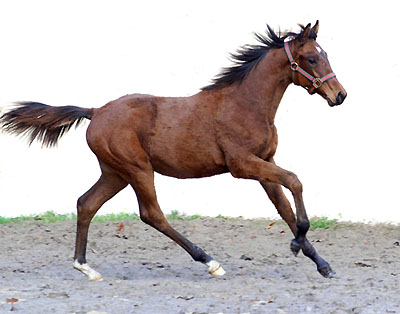 Trakehner Hengstfohlen von Showmaster u.d. Zaubermelodie v. Tuareg - Mahagoni