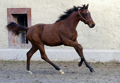 Trakehner Hengstfohlen von Showmaster u.d. Zaubermelodie v. Tuareg - Mahagoni