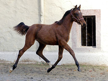 Trakehner Hengstfohlen von Showmaster u.d. Zaubermelodie v. Tuareg - Mahagoni