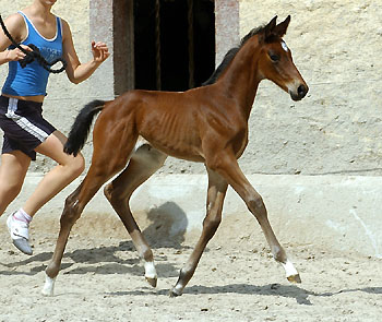Trakehner Stutfohlen von Showmaster u.d. Tabea v. Summertime u.d. Elitestute Thirza v. Karon