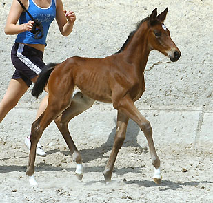 Trakehner Stutfohlen von Showmaster u.d. Tabea v. Summertime