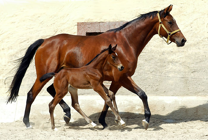 Trakehner Stutfohlen von Showmaster u.d. Tabea von Summertime