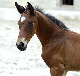 Trakehner Stutfohlen von Showmaster u.d. Tabea v. Summertime u.d. Elitestute Thirza v. Karon