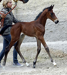 Trakehner Stutfohlen von Showmaster u.d. Tabea von Summertime - Gestt Hmelschenburg