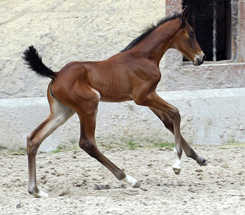 Trakehner Stutfohlen von Showmaster u.d. Tabea v. Summertime u.d. Elitestute Thirza v. Karon