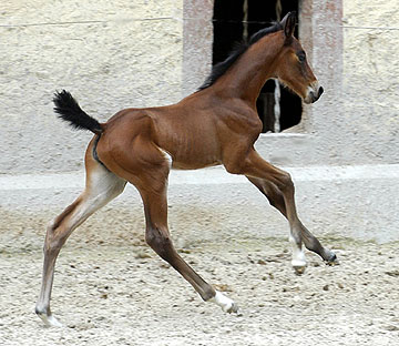 Trakehner Stutfohlen von Showmaster u.d. Tabea v. Summertime