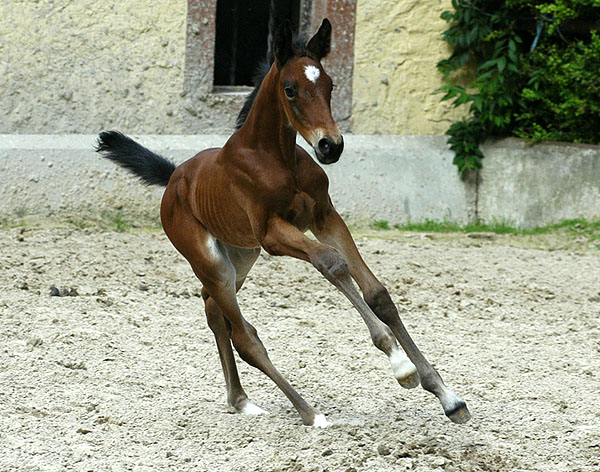 Trakehner Stutfohlen von Showmaster u.d. Tabea von Summertime