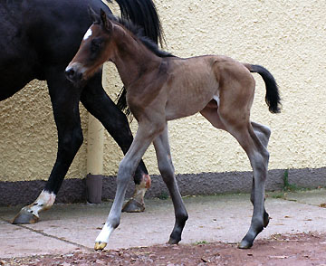 Trakehner colt by Meraldik out of Schwalbenflair by Exclusiv - Trakehner Gestt Hmelschenburg