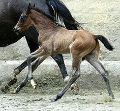 Trakehner colty by Meraldik out of Schwalbenflair by Exclusiv, at the age of 9 days - Gestt Hmelschenburg - Beate Langels