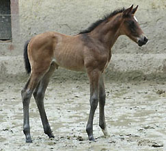 Trakehner colty by Meraldik out of Schwalbenflair by Exclusiv, at the age of 9 days - Gestt Hmelschenburg - Beate Langels