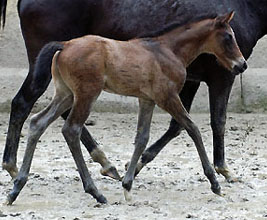 Trakehner colty by Meraldik out of Schwalbenflair by Exclusiv, at the age of 9 days - Gestt Hmelschenburg - Beate Langels