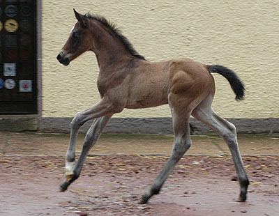 9 Tage alt, Hengstfohlen a.d. Schwalbenflair von Exclusiv, Trakehner Gestt Hmelschenburg - Beate Langels