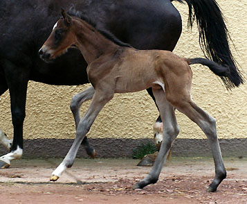 Trakehner colt by Meraldik out of Schwalbenflair by Exclusiv - Trakehner Gestt Hmelschenburg