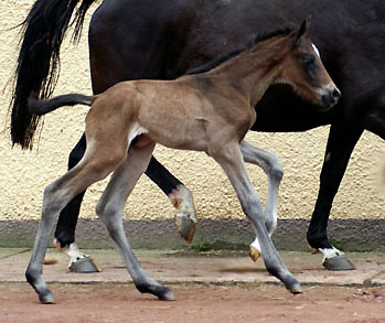 Trakehner colt by Meraldik out of Schwalbenflair by Exclusiv - Trakehner Gestt Hmelschenburg