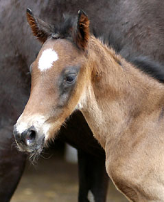 Trakehner colt by Meraldik out of Schwalbenflair by Exclusiv - Trakehner Gestt Hmelschenburg