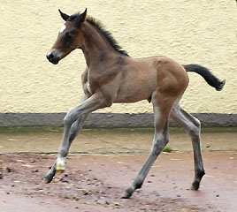 Trakehner colty by Meraldik out of Schwalbenflair by Exclusiv, at the age of 9 days - Gestt Hmelschenburg - Beate Langels