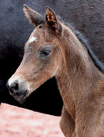 Colt by Summertime
