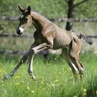 Sirikit von Freudenfest - Cadeau, Foto Lawrence