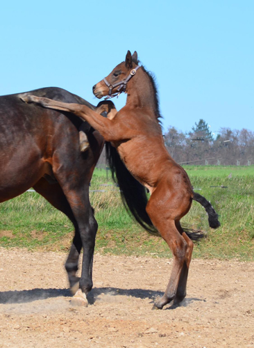 1. April 2020 - Hengstfohlen von Saint Cyr u.d.  Schiemanen v. Summertime u.d. Pr.u.StPrSt. Sareiken II v. Tycoon - Foto: Gestt Siebert-Jung