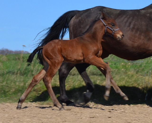 1. April 2020 - Hengstfohlen von Saint Cyr u.d.  Schiemanen v. Summertime u.d. Pr.u.StPrSt. Sareiken II v. Tycoon - Foto: Gestt Siebert-Jung