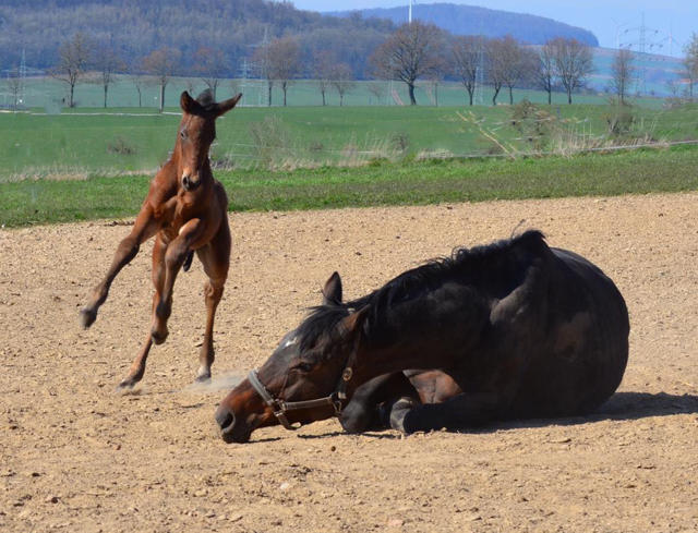 1. April 2020 - Hengstfohlen von Saint Cyr u.d.  Schiemanen v. Summertime u.d. Pr.u.StPrSt. Sareiken II v. Tycoon - Foto: Gestt Siebert-Jung