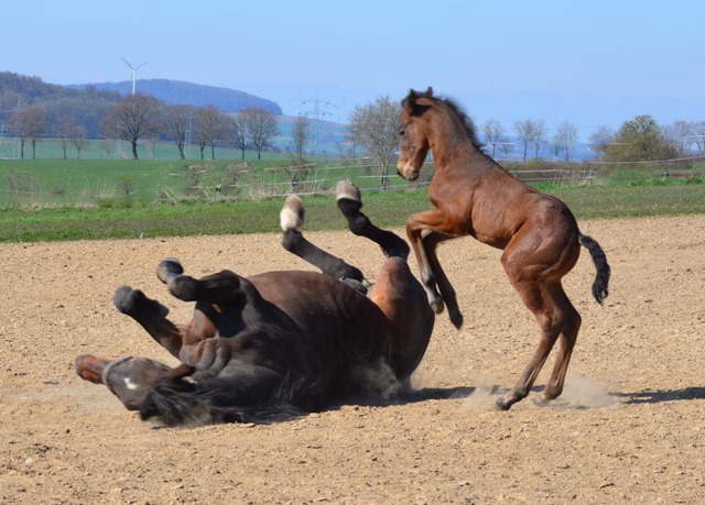 1. April 2020 - Hengstfohlen von Saint Cyr u.d.  Schiemanen v. Summertime u.d. Pr.u.StPrSt. Sareiken II v. Tycoon - Foto: Gestt Siebert-Jung