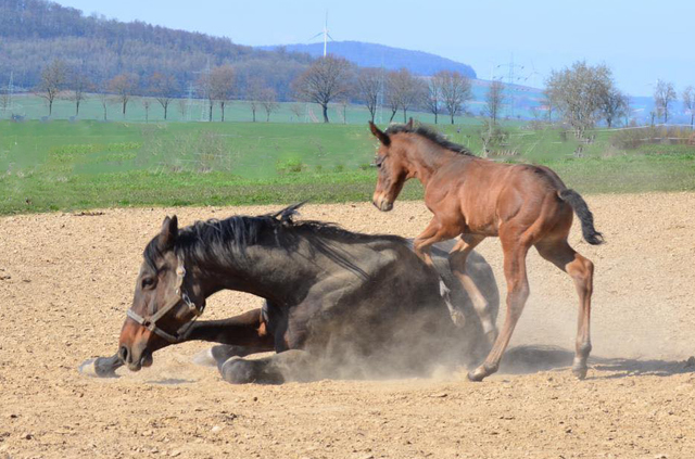 1. April 2020 - Hengstfohlen von Saint Cyr u.d.  Schiemanen v. Summertime u.d. Pr.u.StPrSt. Sareiken II v. Tycoon - Foto: Gestt Siebert-Jung