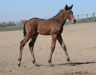 1. April 2020 - Hengstfohlen von Saint Cyr u.d.  Schiemanen v. Summertime u.d. Pr.u.StPrSt. Sareiken II v. Tycoon - Foto: Gestt Siebert-Jung