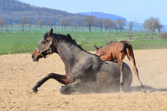 1. April 2020 - Hengstfohlen von Saint Cyr u.d.  Schiemanen v. Summertime u.d. Pr.u.StPrSt. Sareiken II v. Tycoon - Foto: Gestt Siebert-Jung