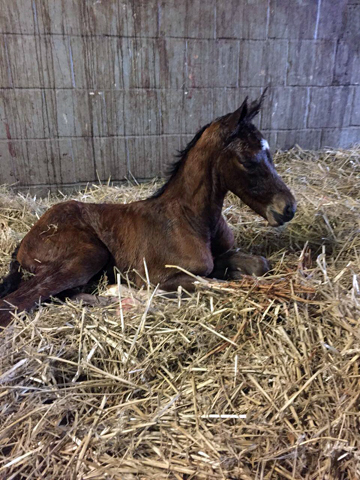 Trakehner Stutfohlen von Saint Cyr u.d.  Schiemanen v. Summertime u.d. Pr.u.StPrSt. Sareiken II v. Tycoon - Foto: privat