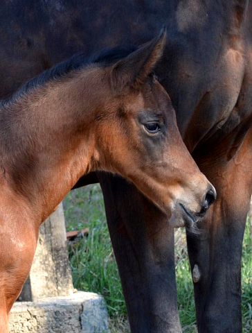 30. Mrz 2020 - Hengstfohlen von Saint Cyr u.d.  Schiemanen v. Summertime u.d. Pr.u.StPrSt. Sareiken II v. Tycoon - Foto: Gestt Siebert-Jung