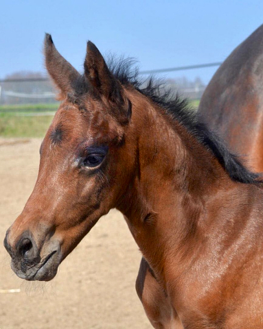 30. Mrz 2020 - Hengstfohlen von Saint Cyr u.d.  Schiemanen v. Summertime u.d. Pr.u.StPrSt. Sareiken II v. Tycoon - Foto: Gestt Siebert-Jung