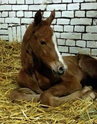 Stutfohlen von High Motion u.d. Golden Fantasy v. Lowelas, Foto: privat - 
Gestüt Hämelschenburg