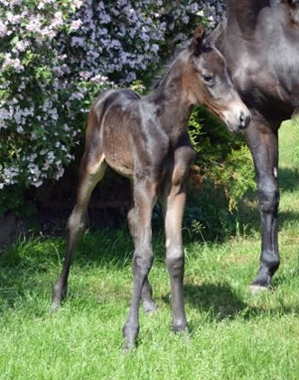 Trakehner Filly by Helium out of Schwalbensage by Grand Corazn
 - Gestt Hmelschenburg - Beate Langels