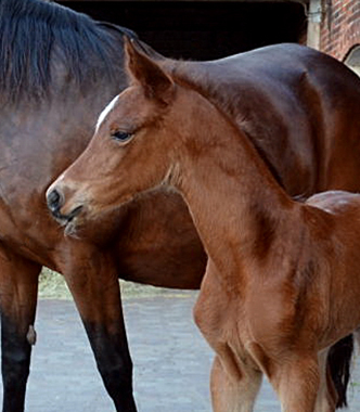 Stutfohlen von High Motion u.d. Karalina v. Exclusiv - Foto: Sabine Langels