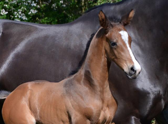 Hengstfohlen von High Motion u.d. Pr.u.StPrSt. Schwalbenmagie v. Exclusiv - Foto Sabine Langels - Gestt Schplitz