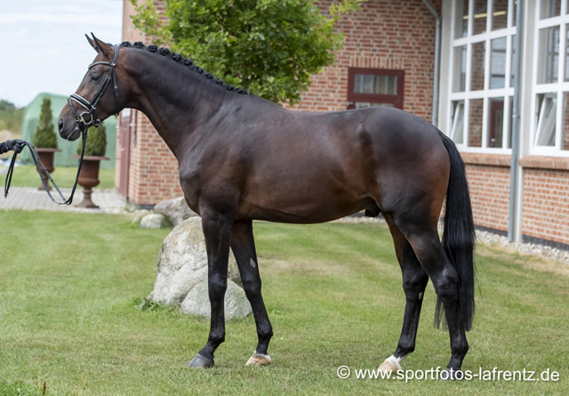 Mount Saint-Cyr - Trakehner Hengst von Saint Cyr u.d. Ma belle Fleur v. Summertime  - Foto: Stefan Lafrentz - Trakehner Gestt Hmelschenburg