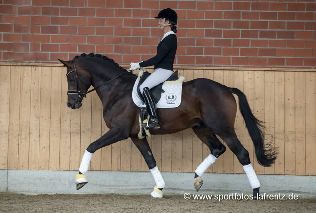 Mount Saint-Cyr - Trakehner Hengst von Saint Cyr u.d. Ma belle Fleur v. Summertime  - Foto: Stefan Lafrentz - Trakehner Gestt Hmelschenburg