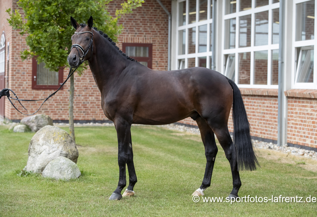 Mount Saint-Cyr - Trakehner von Saint Cyr u.d. Ma belle Fleur v. Summertime  - Foto: Stefan Lafrentz - Trakehner Gestt Hmelschenburg