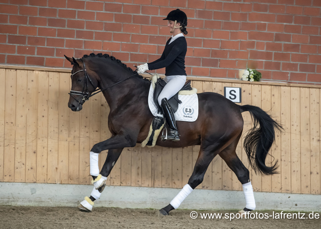 Mount Saint-Cyr - Trakehner von Saint Cyr u.d. Ma belle Fleur v. Summertime  - Foto: Stefan Lafrentz - Trakehner Gestt Hmelschenburg