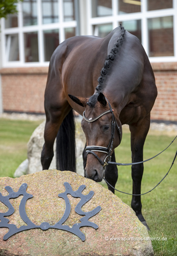 Mount Saint-Cyr - Trakehner von Saint Cyr u.d. Ma belle Fleur v. Summertime  - Foto: Stefan Lafrentz - Trakehner Gestt Hmelschenburg