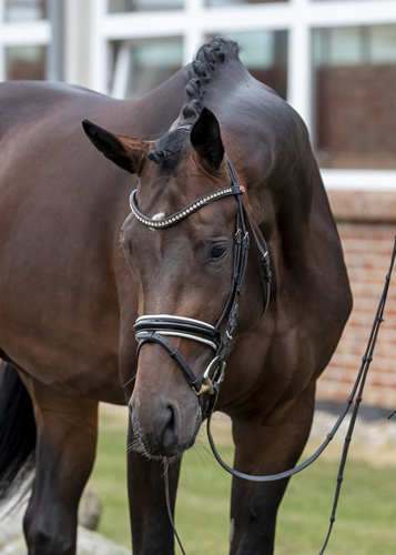 Mount Saint-Cyr - Trakehner von Saint Cyr u.d. Ma belle Fleur v. Summertime  - Foto: Stefan Lafrentz - Trakehner Gestt Hmelschenburg