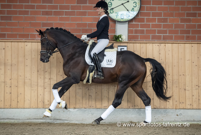 Mount Saint-Cyr - Trakehner von Saint Cyr u.d. Ma belle Fleur v. Summertime  - Foto: Stefan Lafrentz - Trakehner Gestt Hmelschenburg