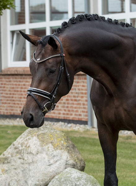 Mount Saint-Cyr - Trakehner Hengst von Saint Cyr u.d. Ma belle Fleur v. Summertime  - Foto: Stefan Lafrentz - Trakehner Gestt Hmelschenburg