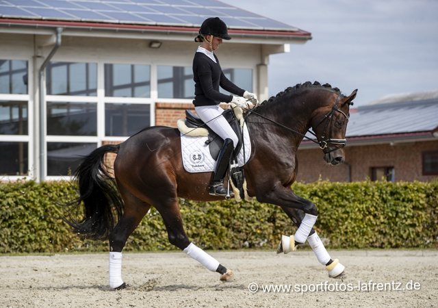 Mount Saint-Cyr - Trakehner von Saint Cyr u.d. Ma belle Fleur v. Summertime  - Foto: Stefan Lafrentz - Trakehner Gestt Hmelschenburg