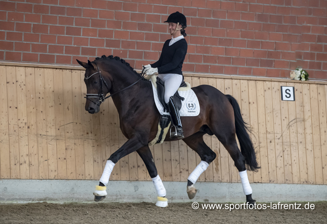 Mount Saint-Cyr - Trakehner Hengst von Saint Cyr u.d. Ma belle Fleur v. Summertime  - Foto: Stefan Lafrentz - Trakehner Gestt Hmelschenburg