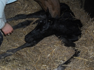 wenige Minuten alt: Trakehner Rapphengst von Saint Cyr u.d. Rubina v. Tycoon - Foto: Beate Langels - Trakehner Gestt Hmelschenburg