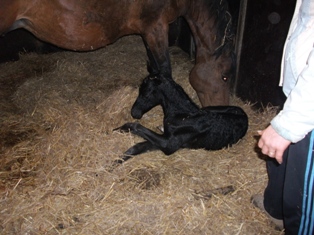 wenige Minuten alt: Trakehner Rapphengst von Saint Cyr u.d. Rubina v. Tycoon - Foto: Beate Langels - Trakehner Gestt Hmelschenburg